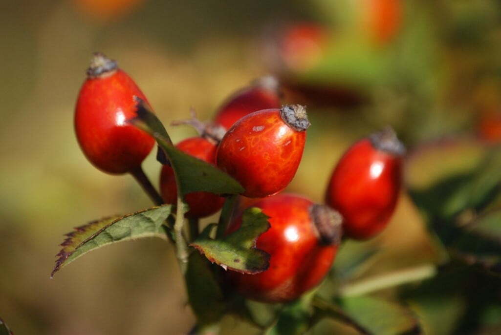 Tender Petals: Embracing Rosehip Oil in Your Baby’s Moisturising Balm