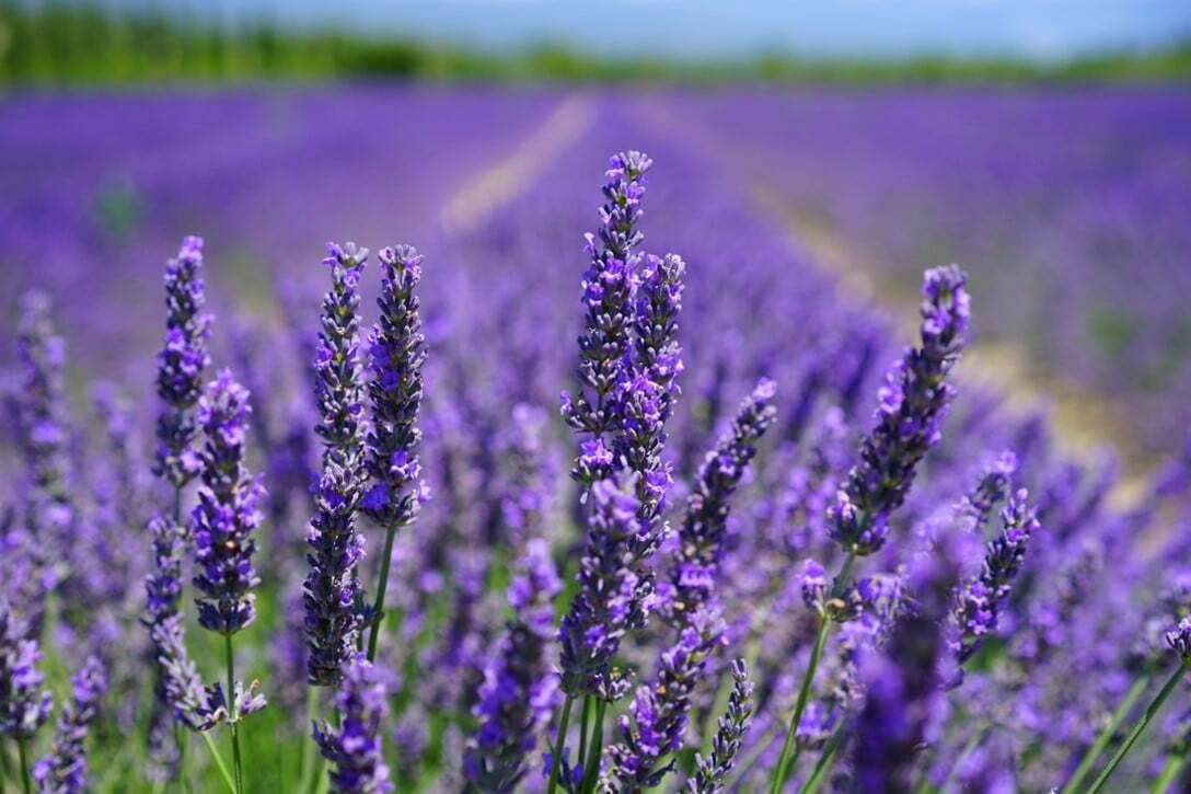 Lavender Bliss: Baby Moisturising Balm for Tender Moments
